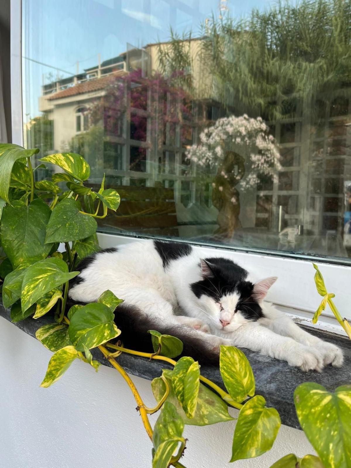Hotel La Maggioressa Casamicciola Terme Bagian luar foto